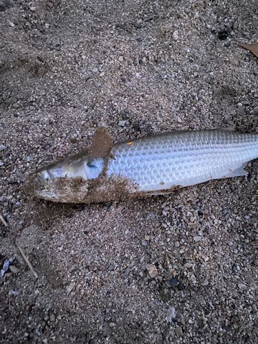 ボラの釣果