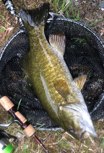 スモールマウスバスの釣果