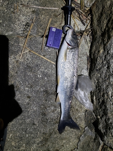 ウグイの釣果