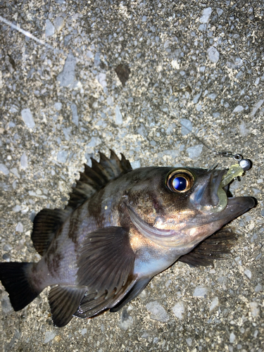 メバルの釣果