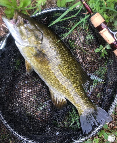 スモールマウスバスの釣果