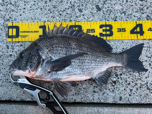 クロダイの釣果