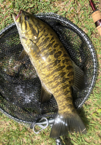 スモールマウスバスの釣果