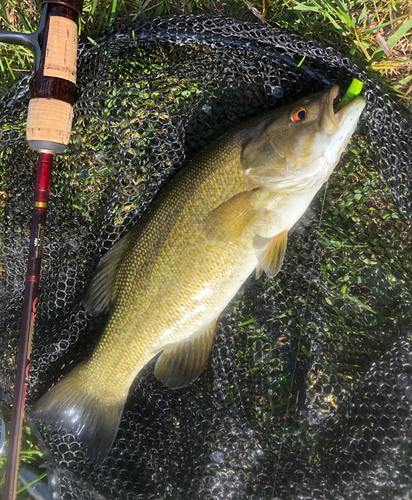 スモールマウスバスの釣果