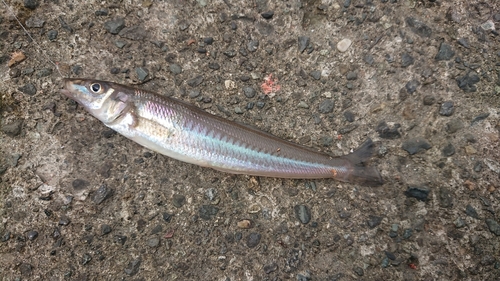 シロギスの釣果