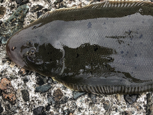 シタビラメの釣果