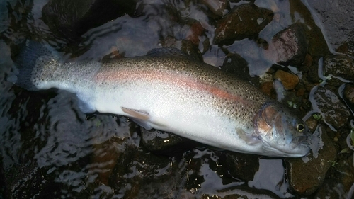 ニジマスの釣果