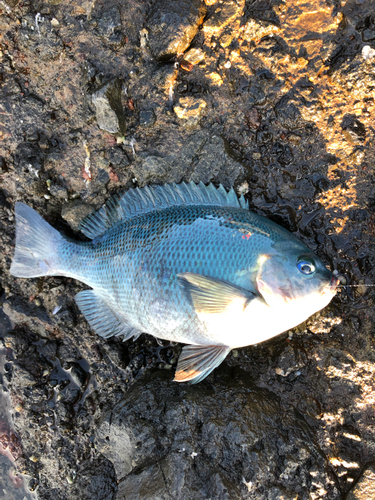 メジナの釣果