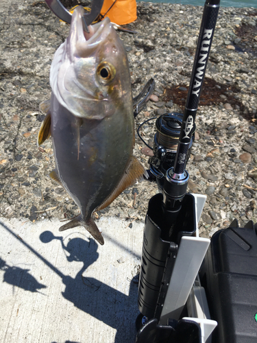 ショゴの釣果