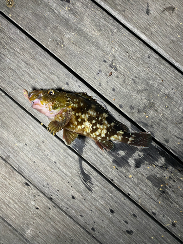 カサゴの釣果