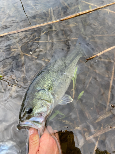 ラージマウスバスの釣果