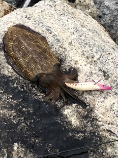 コウイカの釣果