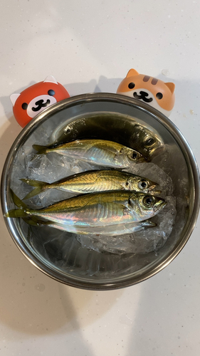 アジの釣果