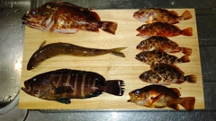 マハタの釣果