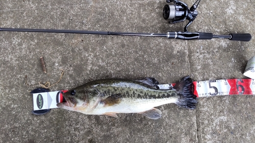 ブラックバスの釣果