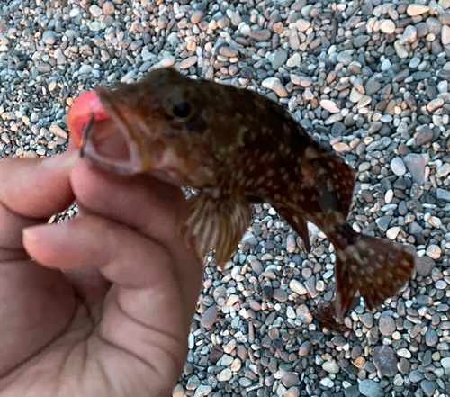 カサゴの釣果