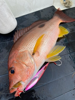 モンツキイサキの釣果