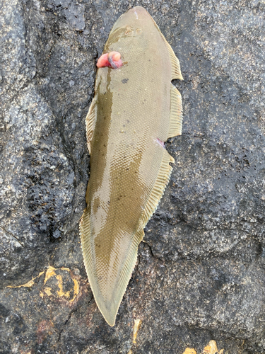 シタビラメの釣果