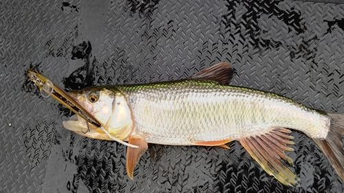 ハスの釣果