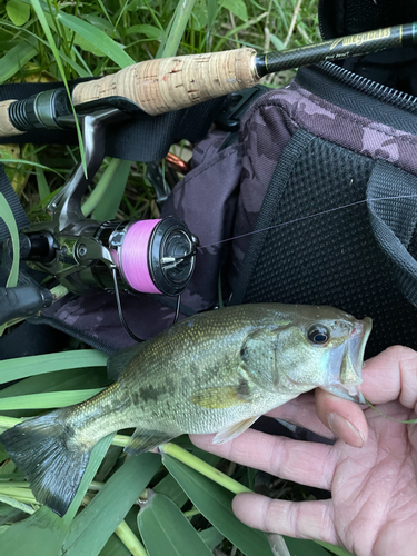 ラージマウスバスの釣果