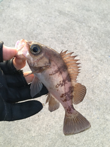 メバルの釣果