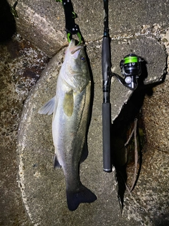 シーバスの釣果