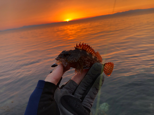 ガシラの釣果