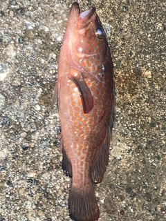 キジハタの釣果