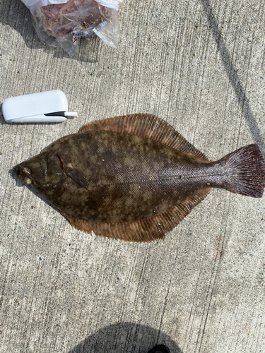 カレイの釣果