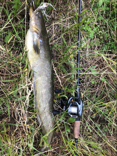 ナマズの釣果