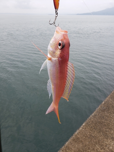 イトヨリダイの釣果