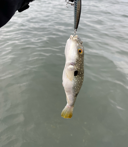 クサフグの釣果