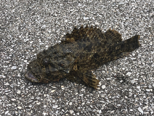 オニオコゼの釣果