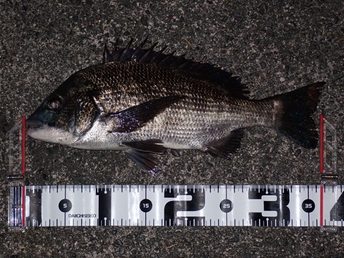 クロダイの釣果