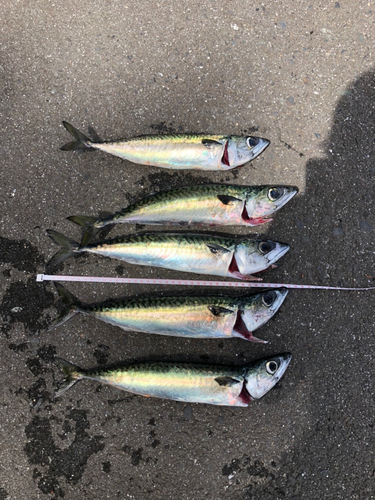 サバの釣果