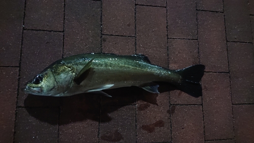 フッコ（タイリクスズキ）の釣果