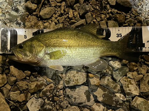 ブラックバスの釣果