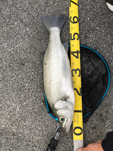 ヒラスズキの釣果