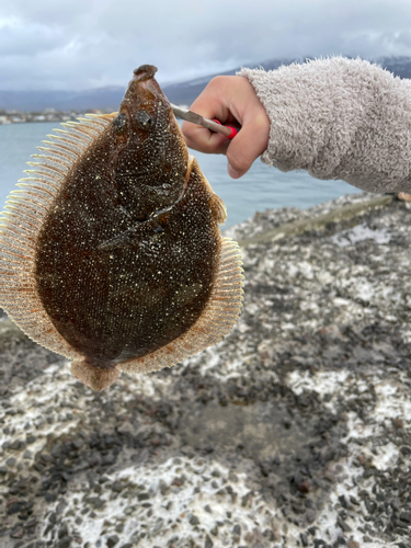 カレイの釣果