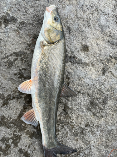 ウグイの釣果