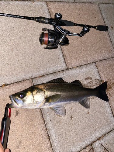 シーバスの釣果