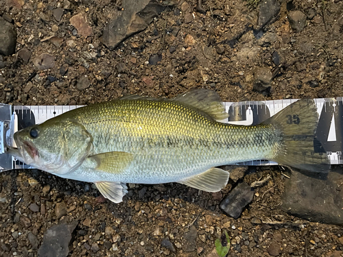 ブラックバスの釣果