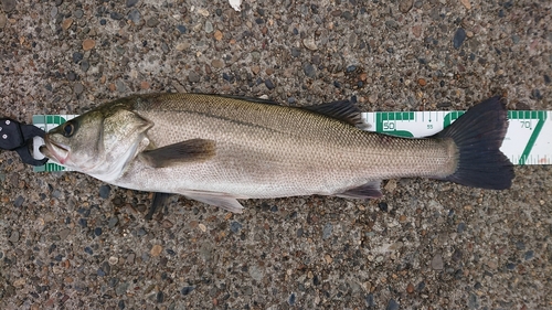 スズキの釣果