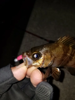 シロメバルの釣果