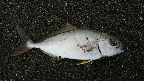 ショゴの釣果