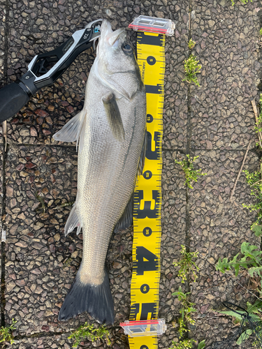 セイゴ（マルスズキ）の釣果