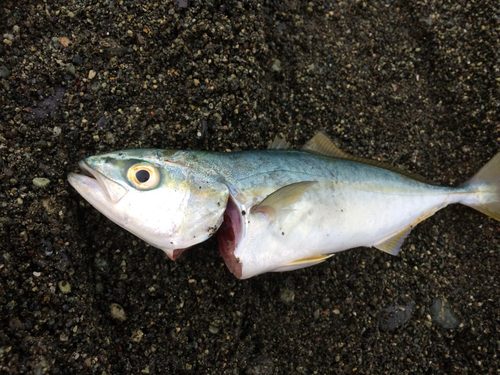 ワカシの釣果