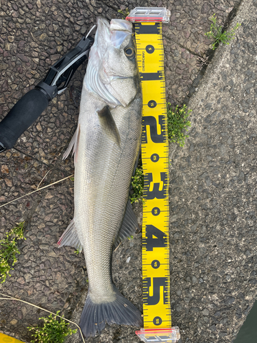 セイゴ（マルスズキ）の釣果