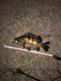 メバルの釣果
