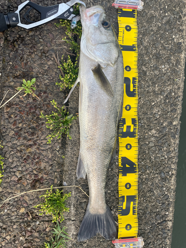 セイゴ（マルスズキ）の釣果